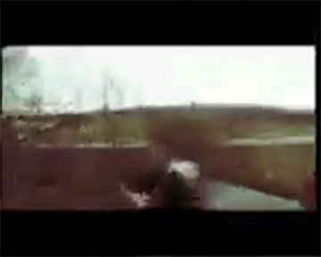 2423123.gif